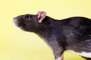 rumble-ratopia-vzw-rattenopvang